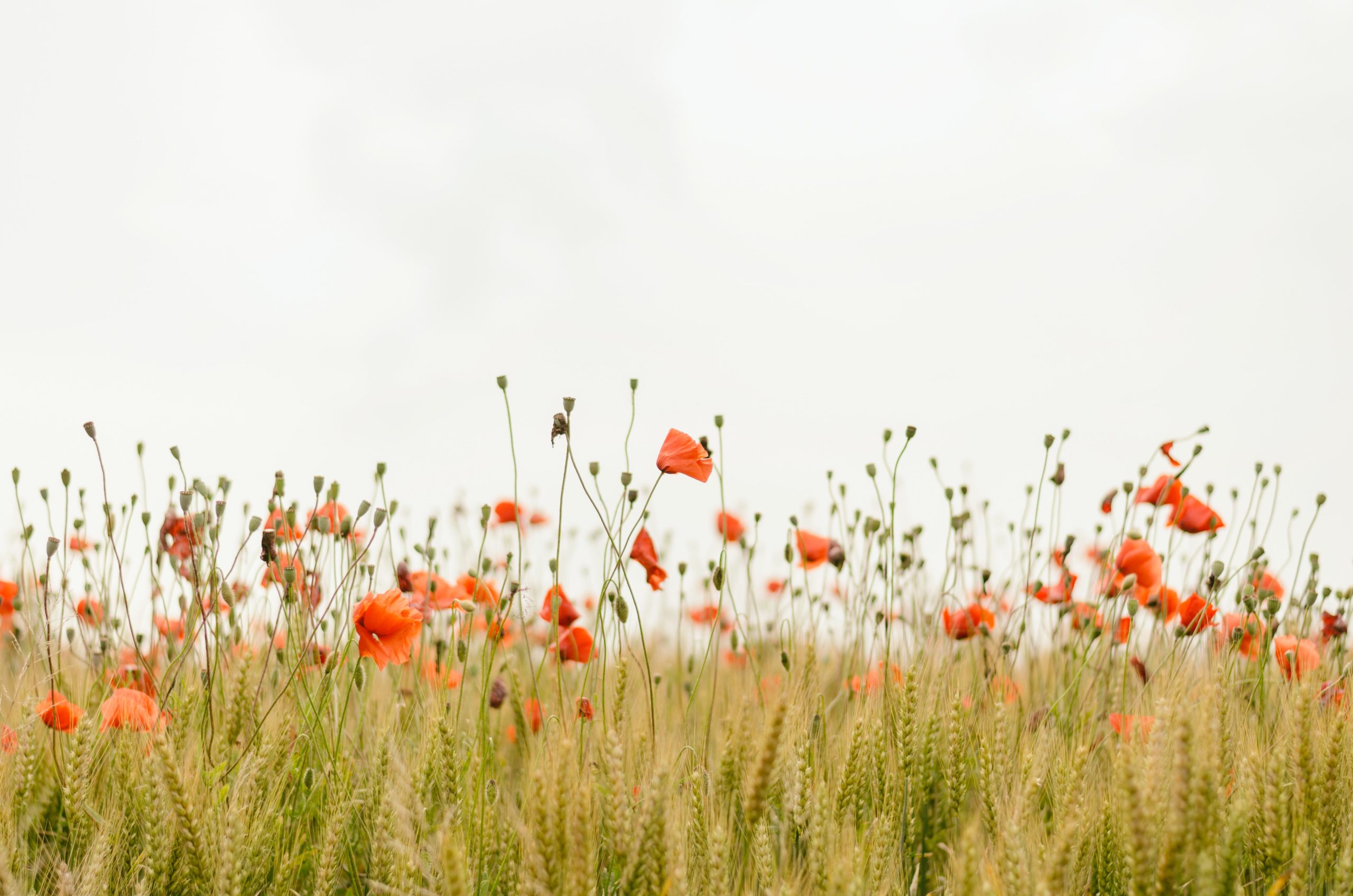 coquelicots